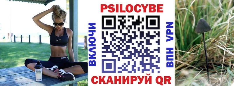 Купить где  Сокол  Галлюциногенные грибы Psilocybine cubensis 